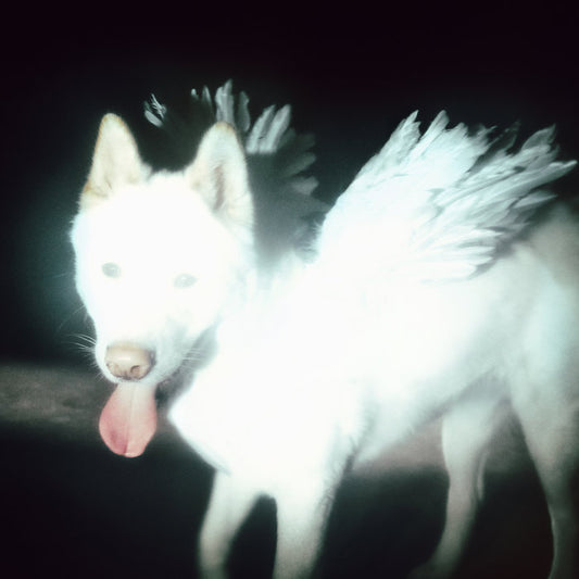 Fat Dog Cancel Me (I'm Tired) album cover
