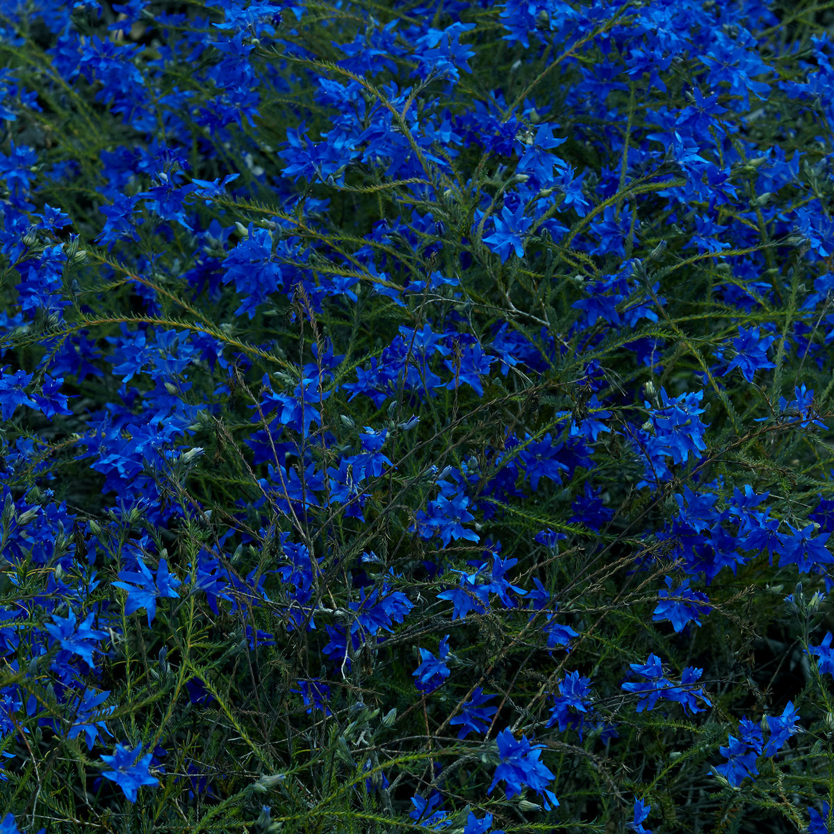 Jefre Cantu-Ledesma "Gift Songs" LP